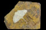 Top Quality, Fossil Ginkgo Leaf From North Dakota - Paleocene #130433-1
